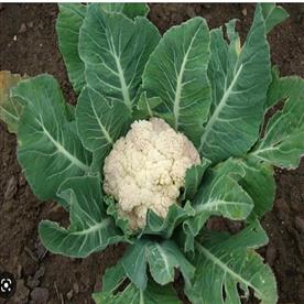 Cauliflower snowball 16 - desi vegetable seeds