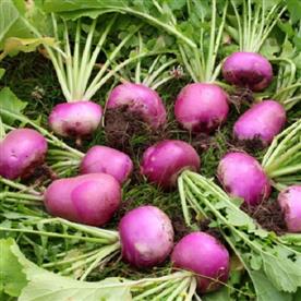 Turnip purple top - desi vegetable seeds