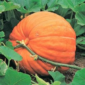 Pumpkin f1 hybrid 406 - vegetable seeds