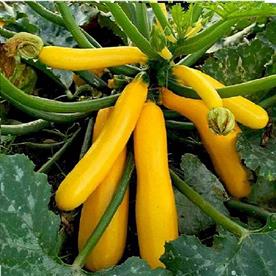 Squash golden yellow - vegetable seeds