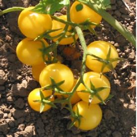 Tomato oblate yellow - vegetable seeds