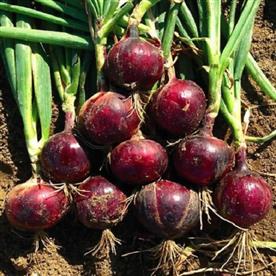 Onion nasik red - desi vegetable seeds