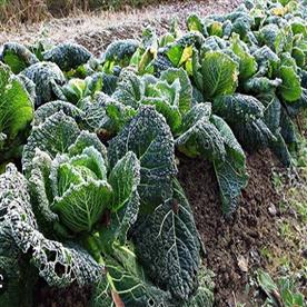 Cabbage savoy - heirloom vegetable seeds