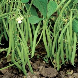 Lobia beans - desi vegetable seeds