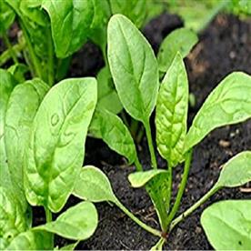 Spinach f1 hybrid - vegetable seeds