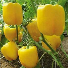 Bellpepper mini yellow imported