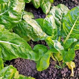Spinach kantewali - desi vegetable seeds