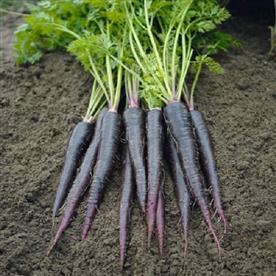 Carrot black wonder