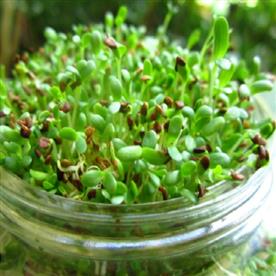 Spinach green sprouts
