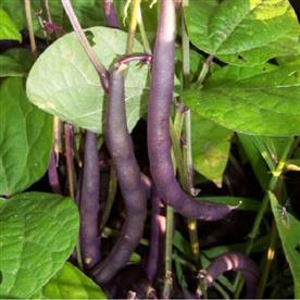 Dwarf beans purple queen