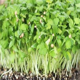 Cilantro split seeds imported coriander