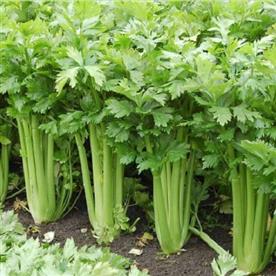 Celery - organic herb seeds