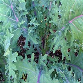 Kale red russian
