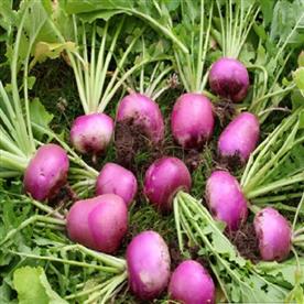 Turnip imported, turnip purple top