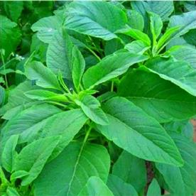 Choulai green edible, amaranthus green edible - desi vegetable seeds