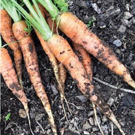 Carrot early nantus