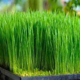 Wheat grass green sprouts leaf