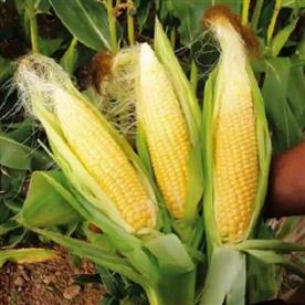 Baby corn f1 hybrid