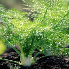 Fennel imported sweet