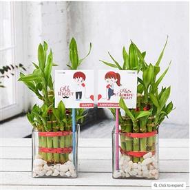 Celebrate anniversary with 2 layer lucky bamboo plants