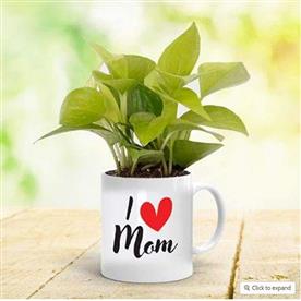 Feng shui money plant in a mug for lovely mother