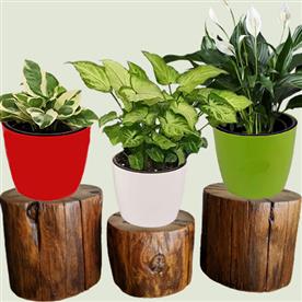Air purifying indoor plants for office desk