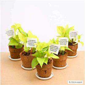 Golden money plant in eco-friendly pot - corporate gift (set of 30)