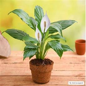 Eco friendly peace lily - gift plant