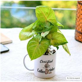 Air purifying syngonium in a coffee mug for hardworking dad