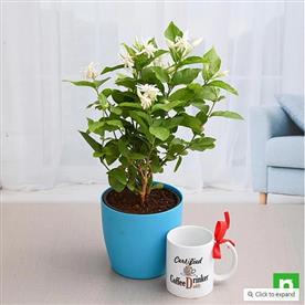 Mogra plant with mug for coffee lover dad