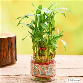 2 layer lucky bamboo with jute wrap for caring dad
