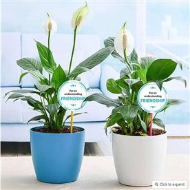 Best 2 peace lily plants for our understanding friendship
