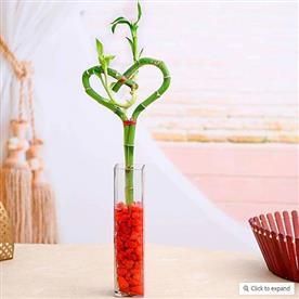 Heart arrangement lucky bamboo in a glass vase with pebbles