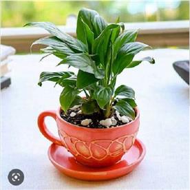 4.5 inch (11 cm) cp010 embossed cup shape round ceramic pot with plate (peach)