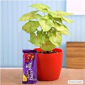 Syngonium plant for chocolate day