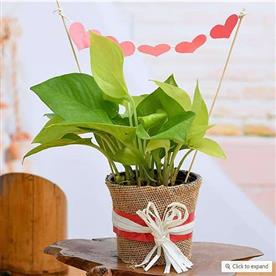 Money plant with jute wrap for true love