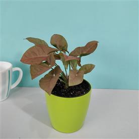 Syngonium (pink) - plant