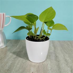 Money plant, scindapsus (green) - plant