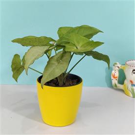 Syngonium green - plant