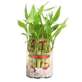 5 lucky bamboo stalks (a symbol of positive energy) - gift plant