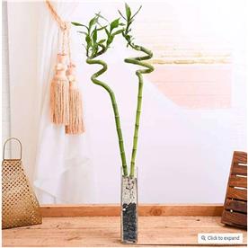 Set of 2 spiral sticks lucky bamboo in a square glass vase with pebbles