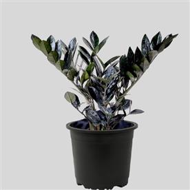Zamioculcas zamiifolia, zz black - plant