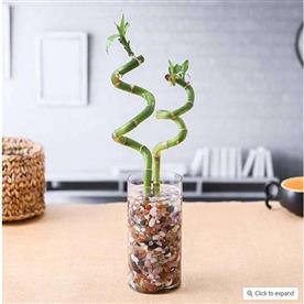 Set of 2 spiral sticks lucky bamboo in a cylindrical glass vase with pebbles