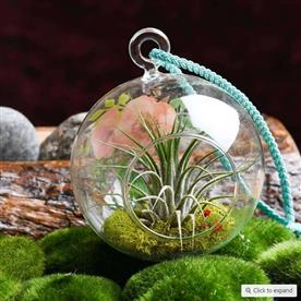 Loving touch - air plant