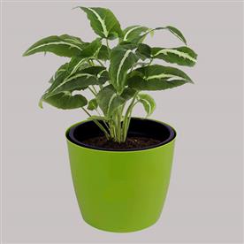 Syngonium wendlandi - plant