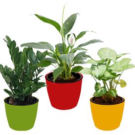 Cute shade loving indoor plants for office