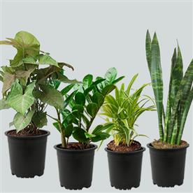 Set of 4 evergreen air purifier plant pack