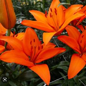 Asiatic lily, amiga lily (orange)