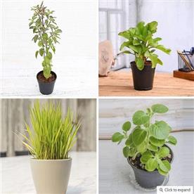 Top 4 plants for healthy homes