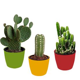 Top 3 cactus plants pack